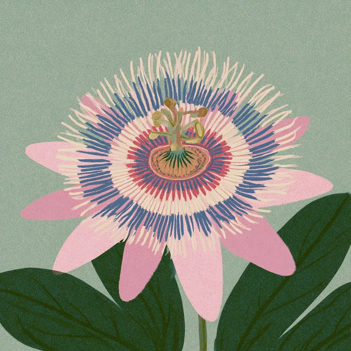 Ilustración botánica de una flor de la pasión en tonos verdes, rosas y azules